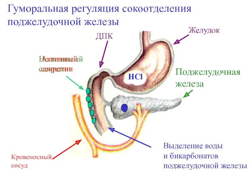 Гуморальная регуляция желудочного сокоотделения схема. Регуляция секреции сока поджелудочной железы. Схема механизма регуляции секреции поджелудочного сока. Регуляция секреции поджелудочной железы схема.