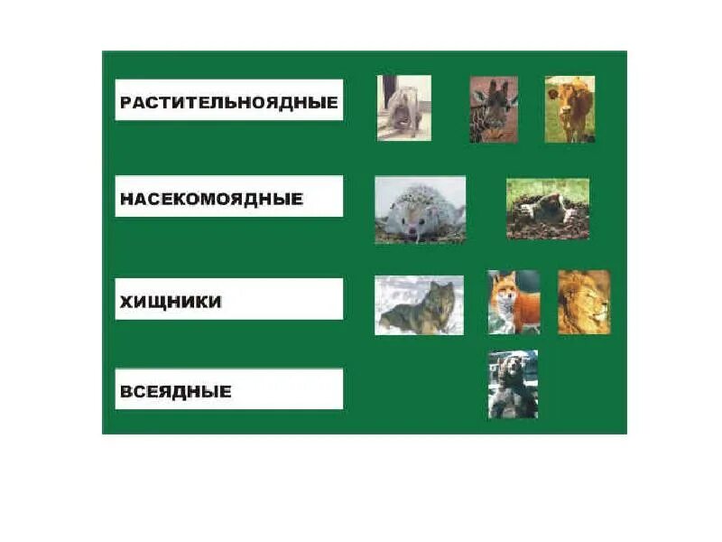 Лис плотоядный или всеядный. Хищники всеядные Насекомоядные. Растительноядные животные примеры. Растительноядные животные болот. Собака всеядная или хищник.