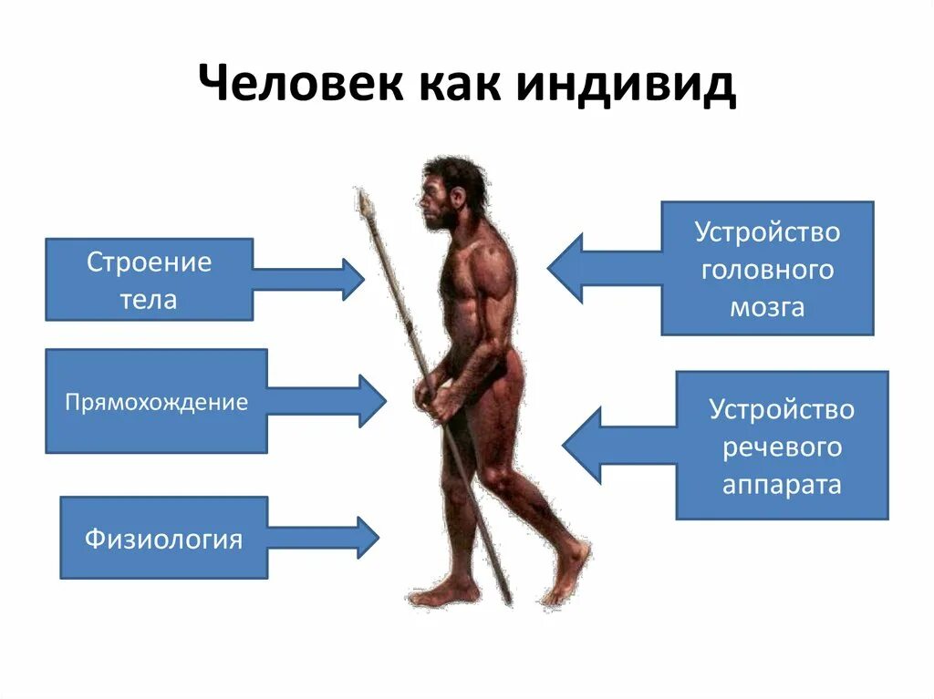 Один из признаков прямохождения современного человека. Человек как индивид. Развитие человека как индивида. Люди как люди. Человек как индивидуум.