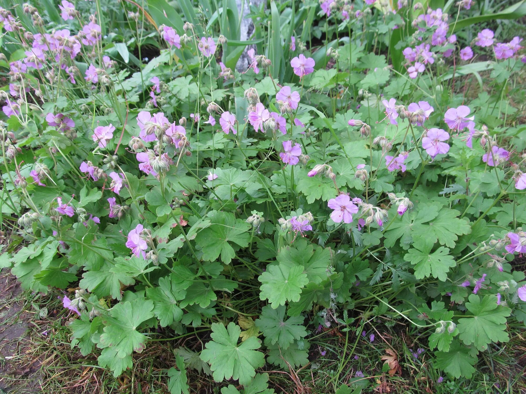 Pelargonium 'Veronica Contreras' Flower seeds, Pelargonium, Annual plants