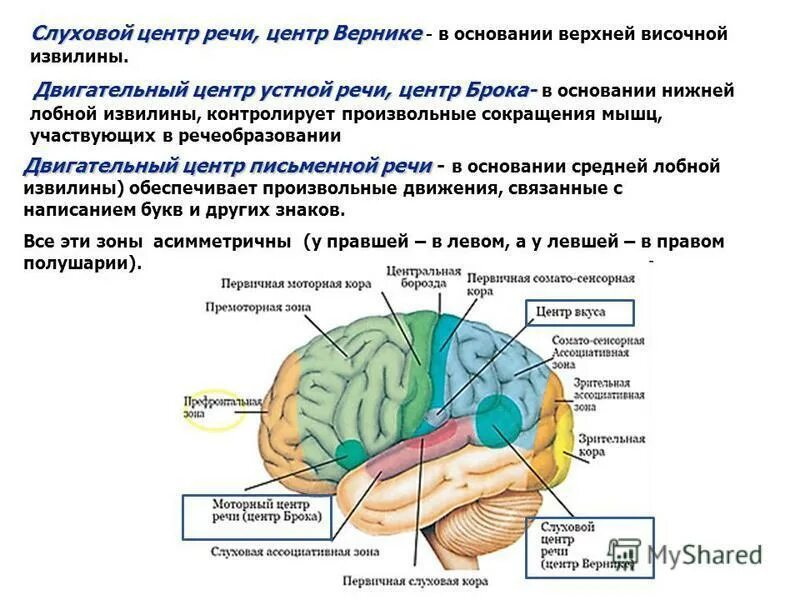 Центр речи человека расположен. Моторный центр речи центр брока расположен в доле. центр зрительного анализатора письменной речи. локализация речевых функций в коре головного мозга. центр вернике расположен в височной доле и обеспечивает.