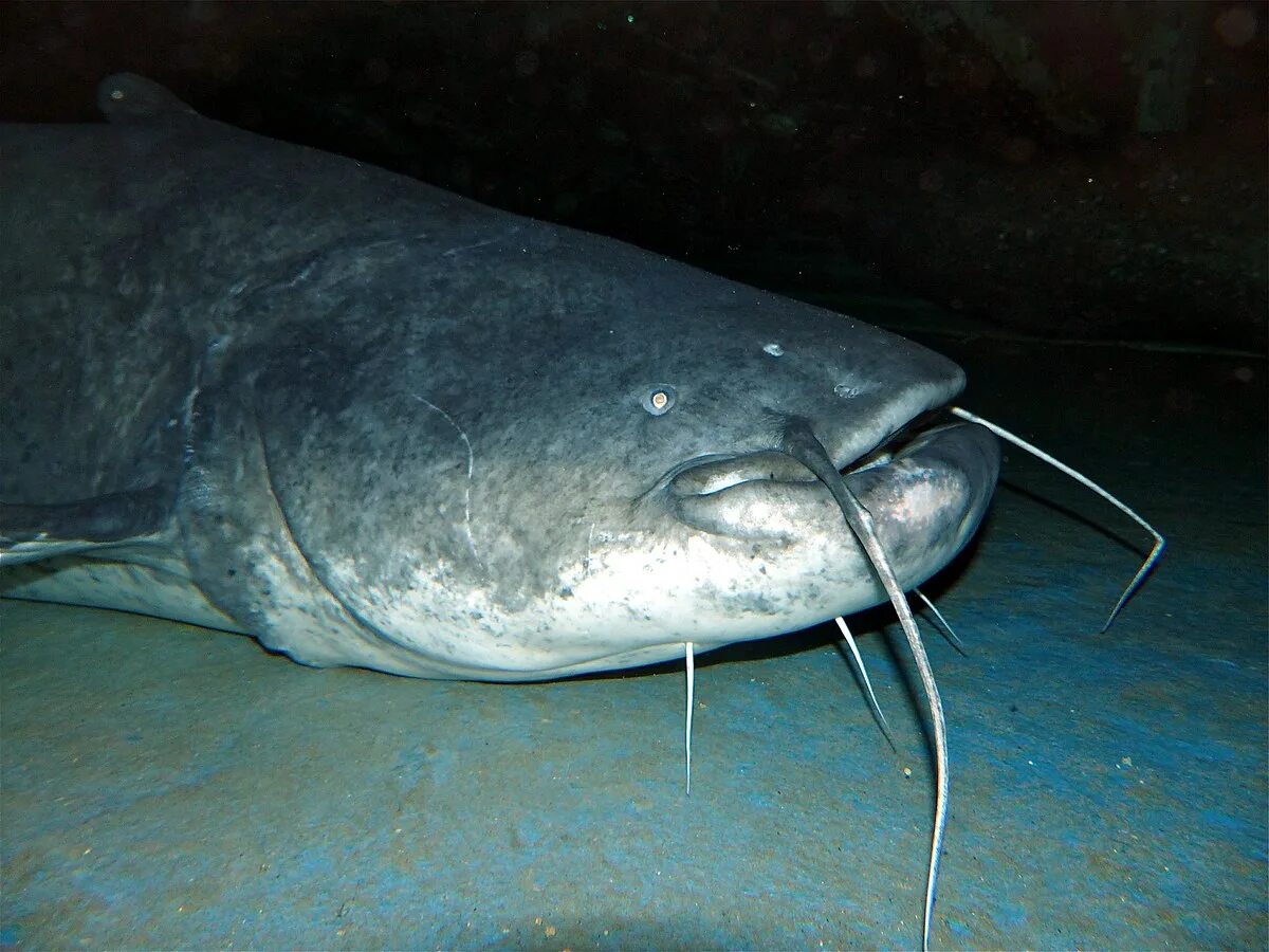Сом живет. Silurus glanis рыба. европейский сом silurus glanis. обыкнове́нный сом silurus glanis). wels catfish.