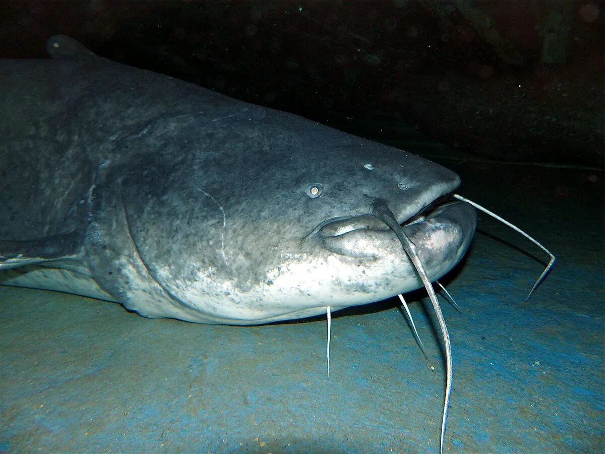 Турк ру сом 11. Silurus GLANIS рыба. Европейский сом Silurus GLANIS. Обыкнове́нный сом Silurus GLANIS). Wels Catfish.