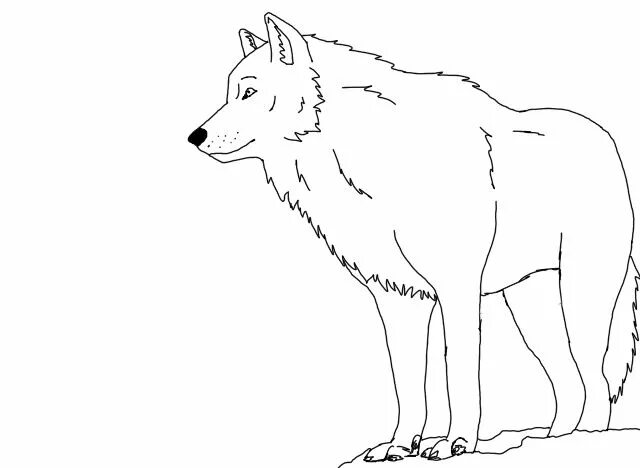 Волк шаблон для вырезания Pin on Gambar serigala Sketches, Humanoid sketch, Moose art