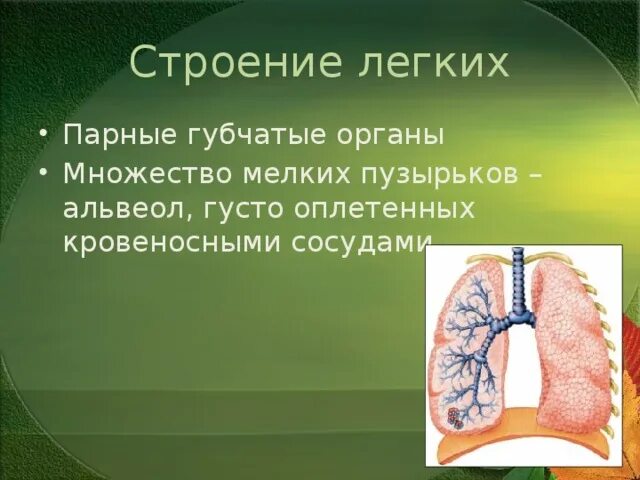 Ячеистое строение легких. Строение лёгких. губчатые легкие. губчатое строение легких. лёгкие человека губчатые.