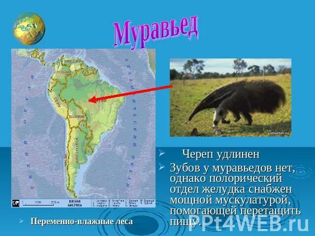 Муравьед на каком материке. Муравьед. Животные южной америки сообщение муравьед. Муравьед на каком материке. Муравьед материк.