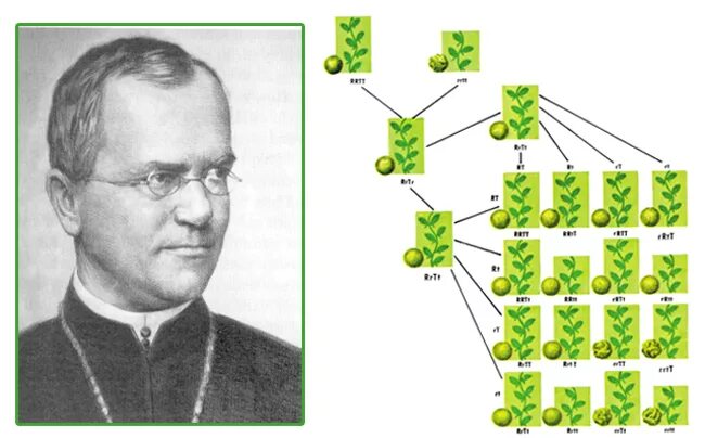 Грегор Мендель. Грегор Иоганн Мендель генетики. Грегор Мендель научные открытия.