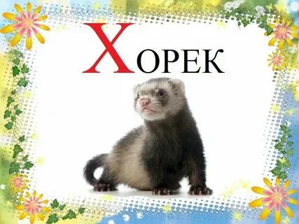 Буква хомяк