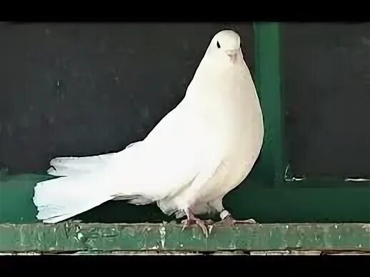 Голуби бучеловский