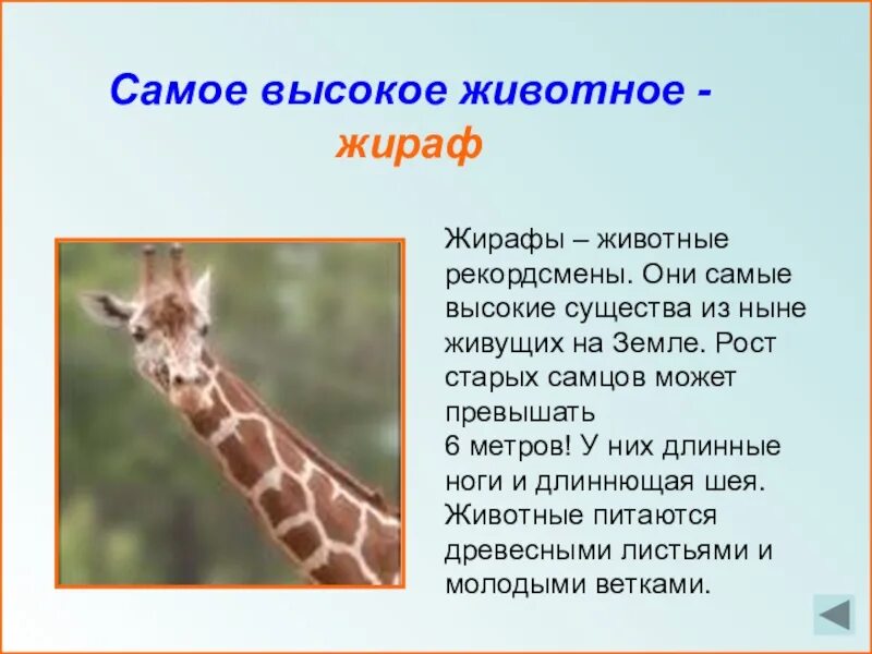 Проект самый самый 2 класс. Проект самый самый 2 класс. Проект самый самый 2 класс. Проект самый самый 2 класс. Интересное сообщение про гепарда.