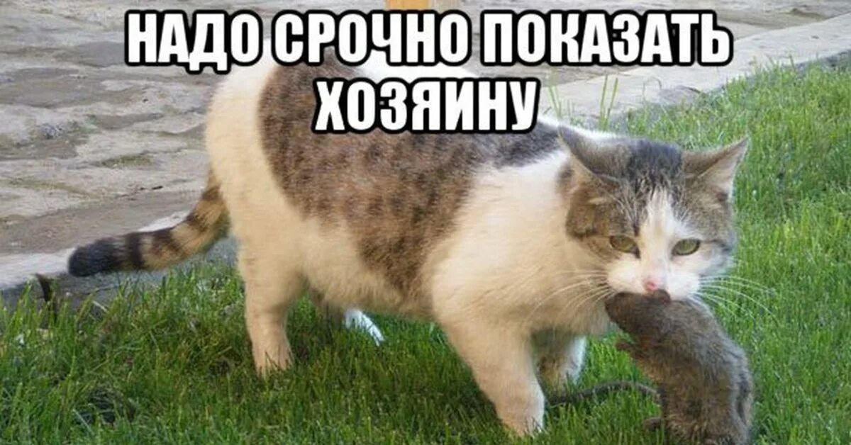 Котик хехе. Hehe кот. хе хе котик. котенок хехе. нот хе хе котенок.