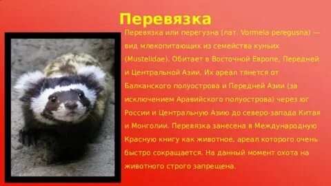 Перевязка занесена в красную книгу или нет