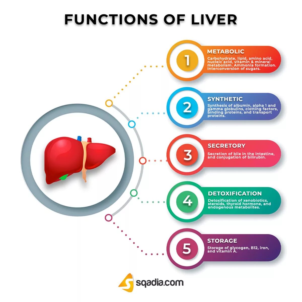 Liver function. Liver function test. liver metabolism functions animation. liver metabolism functions gif.