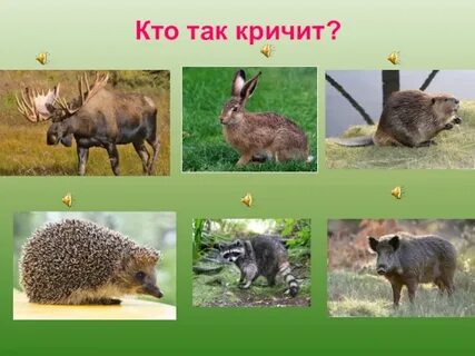 Дикий класс