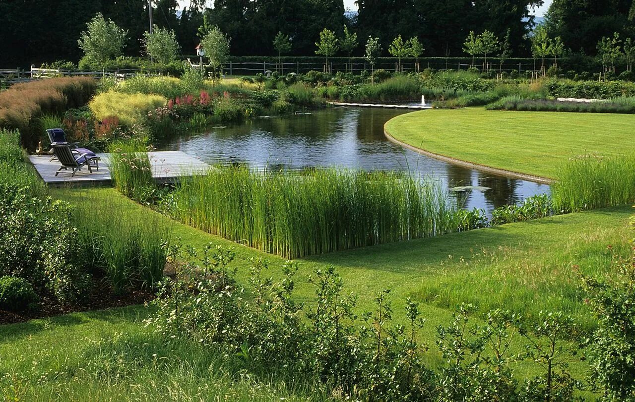 Растения прибрежной зоны водоема. Трава для прибрежной зоны пруда. Ирисы биоплато. Зоны водоема. Зоны водоема.