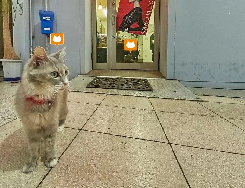 Фотка кэт нет. Катонкэт. Карту Кэт. Cat Street view. Фотографию карту Кэта.