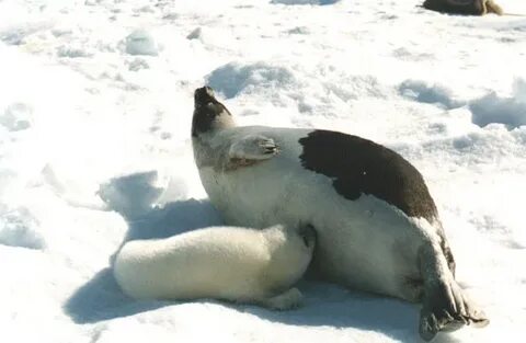 Животные архангельск