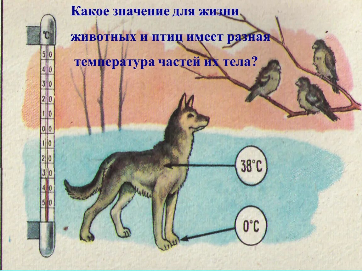 Температура различных животных. Роль температуры в жизни животных. Какие животные при какой температуре обитают. Свет в жизни животных.