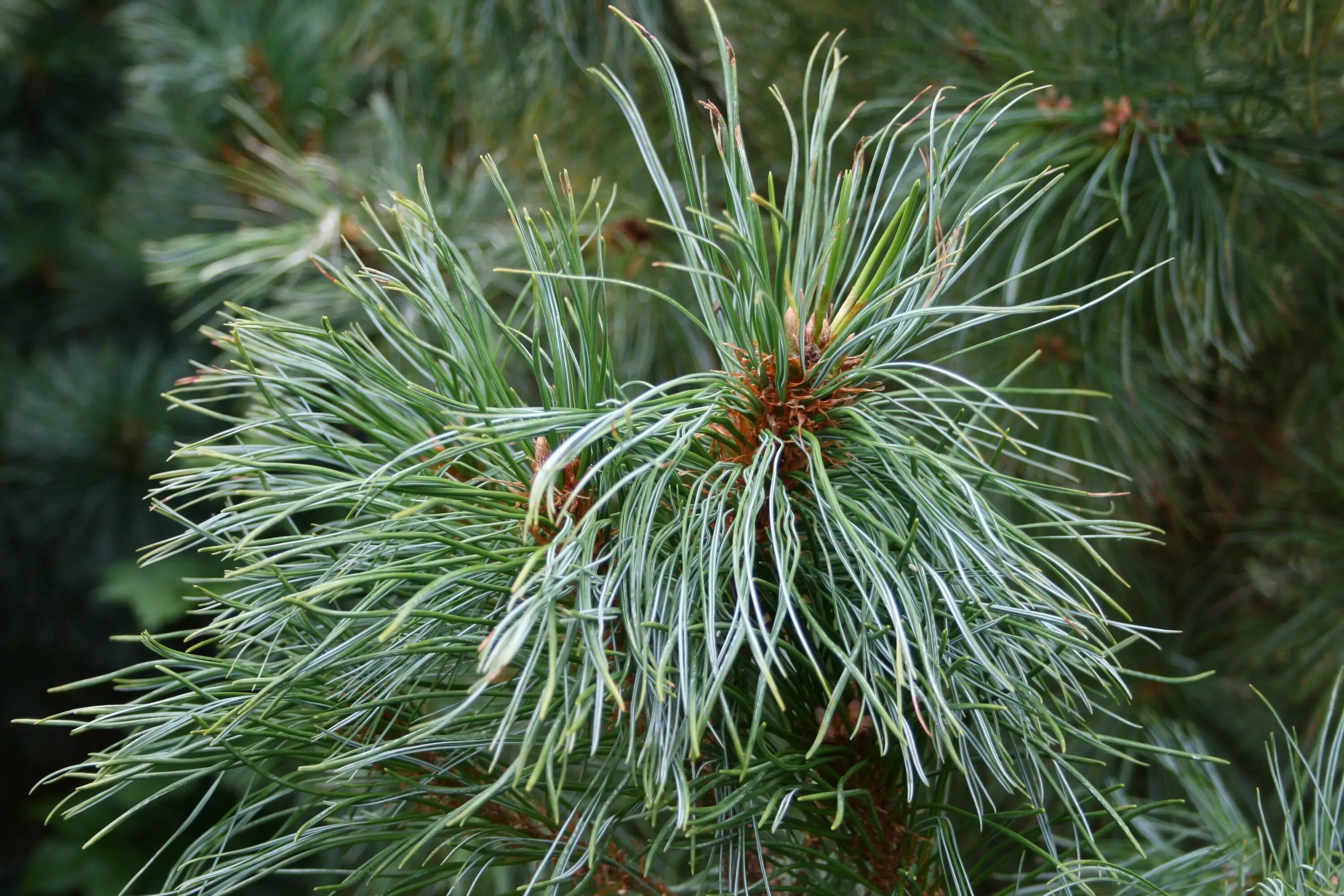 Лиственница сибирская larix sibirica. Хвоинки дерева сосна обыкновенная. Ветка и хвоинка сосна обыкновенная. Сосна обыкновенная глаука. Шютте сосны веймутовой сосны.