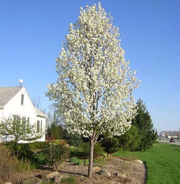 ornamental trees Ornamental trees, Bradford pear tree, Ornamental pear tree