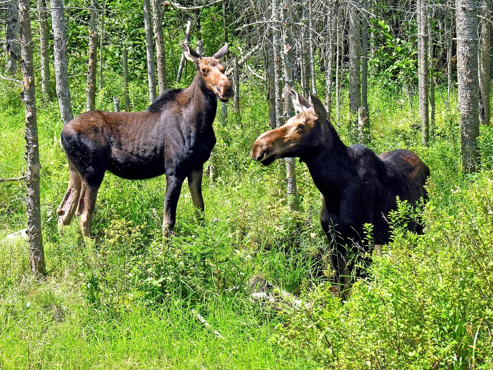 Лось 11. Лось самец и самка. Самка лося. Лось женская особь. Взрослая лосиха самка.