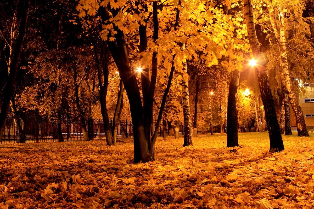 красивая осенняя ночь. ночной листопад. осень вечер.