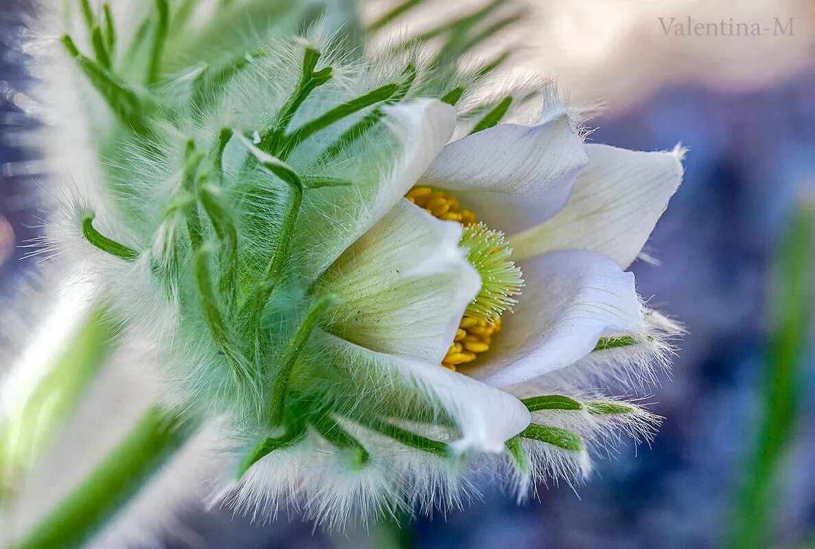 Сон зацвел цветок. Прострел крымский (pulsatilla taurica). Сонник цветы. Сон трава картинка для детей. Аптекарский огород первоцветы.