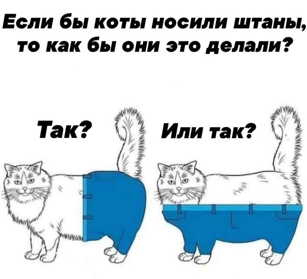 Коту надели