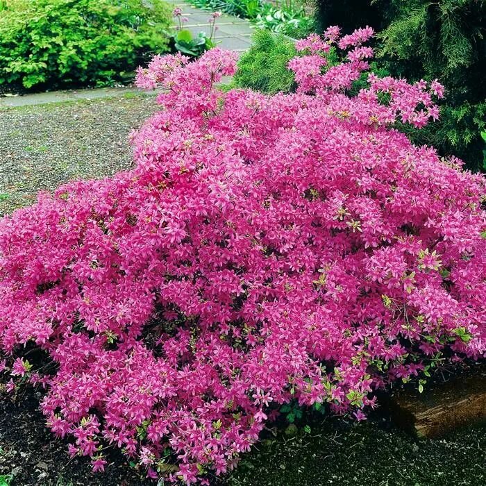 Кустарник на букву г. Кустарник давида будлея. Спирея ниппонская snowmound (сноумаунд). Бересклет крылатый файербол. Канадская сирень буддлея.