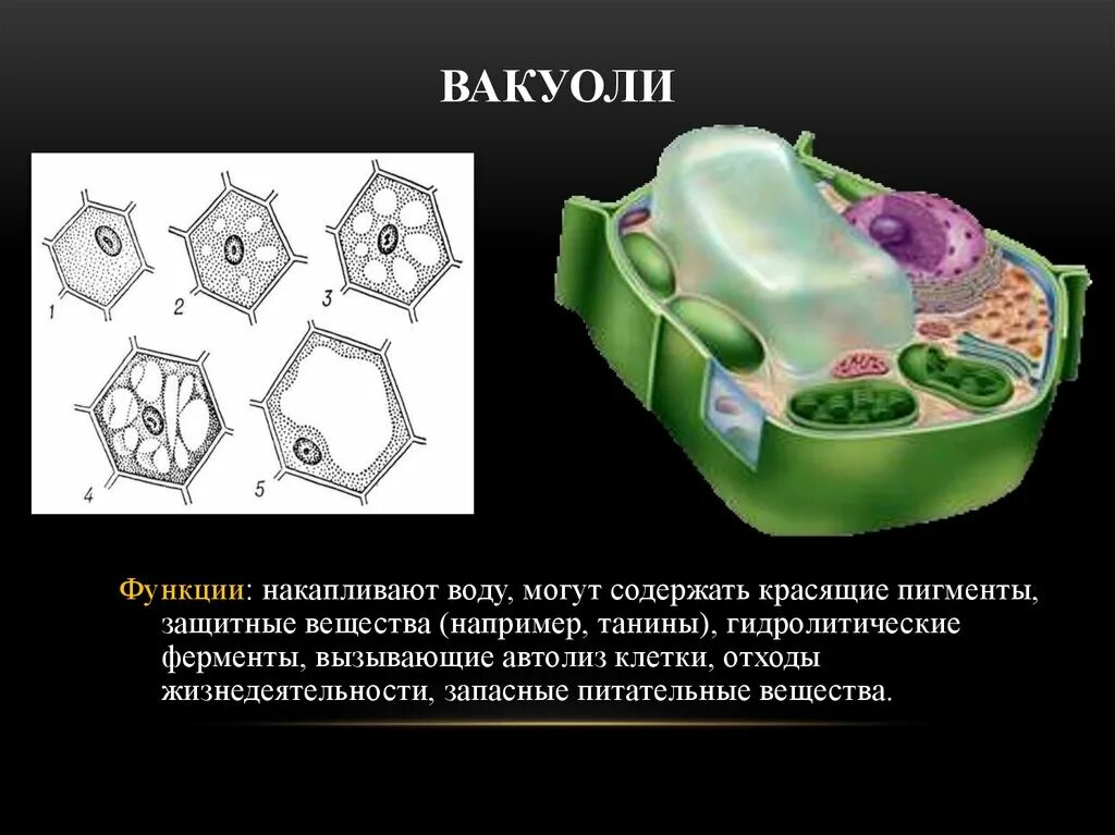 Органеллы водоросли. Функции вакуоли. Строение вакуоли. Органелла вакуоли.