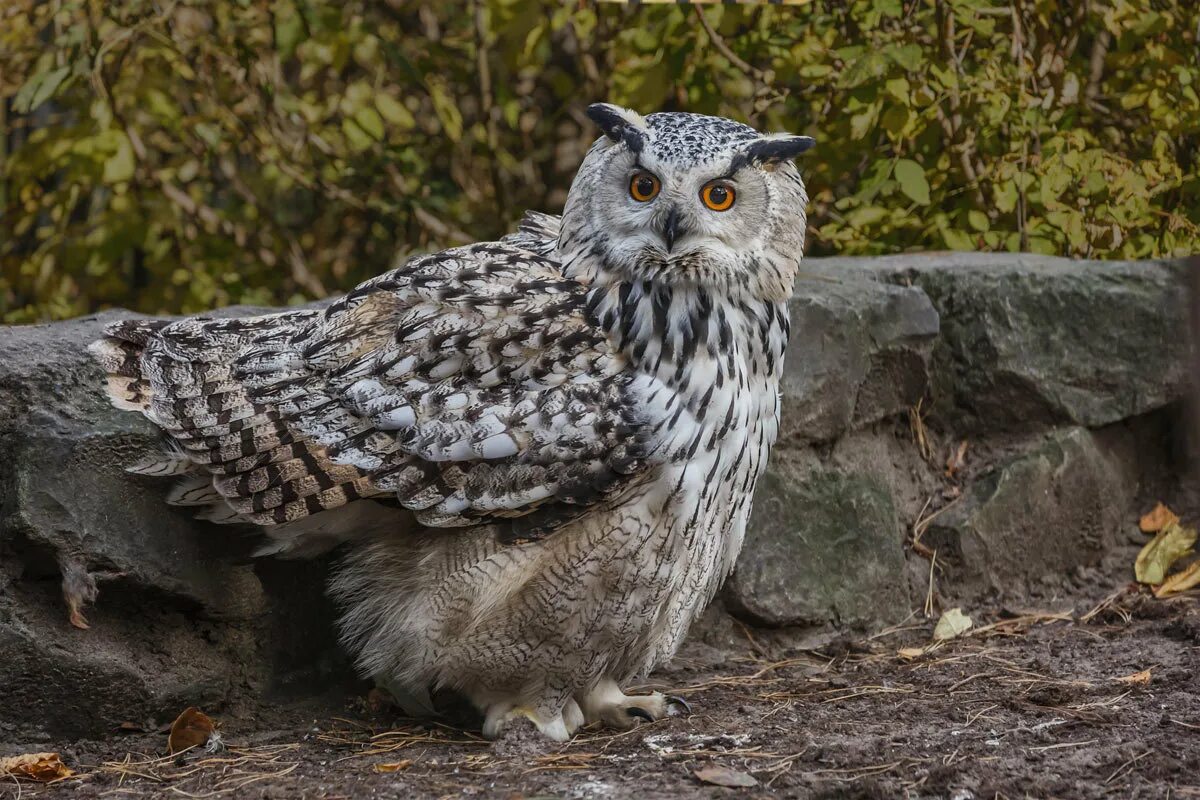 амурский филин. рыбный филин хабаровский край. шаблыкино филин. сова сидит. 8.