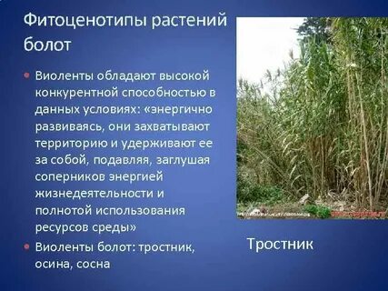 Растительности стало