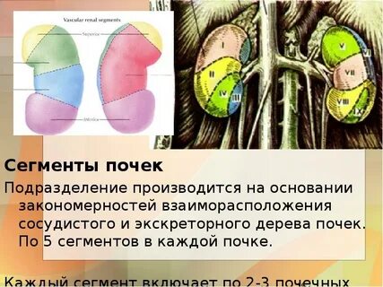 Сегменты правой почки