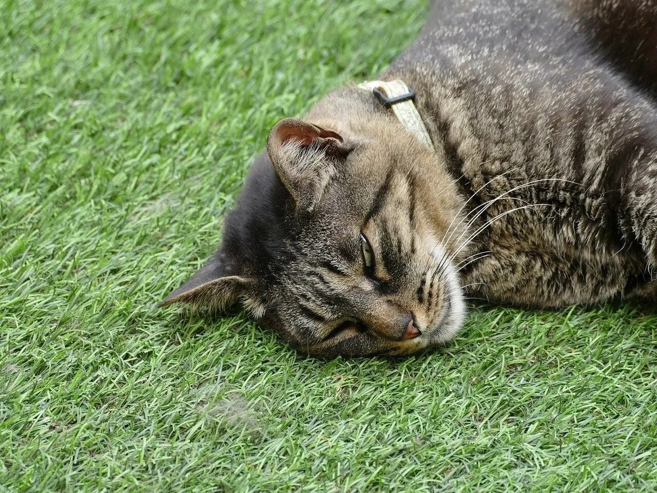 Котенок устал. Уставший котик. кошка спит. кот утомился. кошка устала.