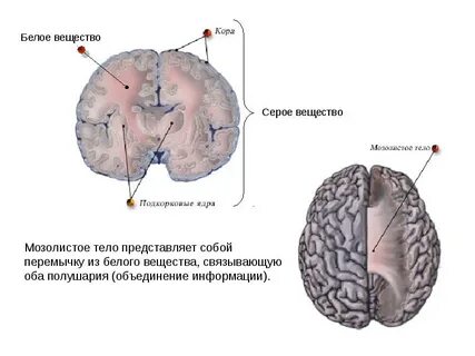 Серое вещество в больших полушариях находится