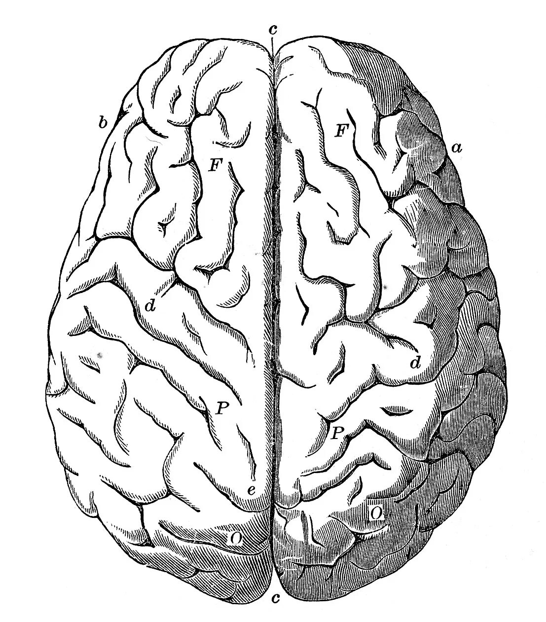 Мозг вид сверху. Человеческий мозг вид сверху. Симметричный мозг. Полушария мозга вид сверху.