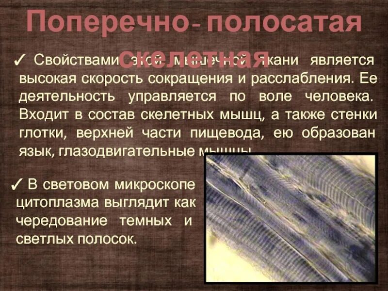 Мышечная скорость. Поперечно полосатая мышечная ткань. поперечно полосатая мышечная ткань функции. свойства поперечно полосатой мышечной ткани. свойства мышечной ткани человека.