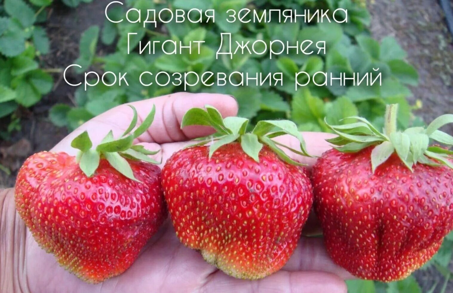 Земляника чамора туруси. Чамора туруси сорт виктории. Клубника японская чамора туруси. Сорт клубники чамора туруси. Земляника садовая чамора турусси.