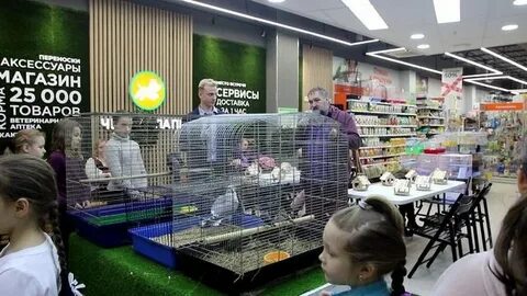 Зеленый попугай балашиха