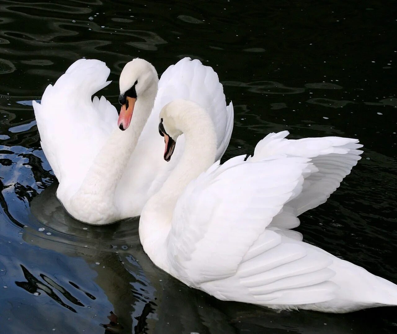 Красивые лебеди. Любовь и лебеди. Шимон альбинос. Красивые голубки. Пара лебедей.