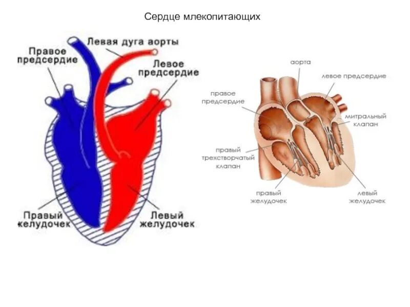 У млекопитающих левая дуга аорты отходит. Строение сердца млекопитающих. схема строения сердца млекопитающих. структура сердца млекопитающих. особенности строения сердца млекопитающих.
