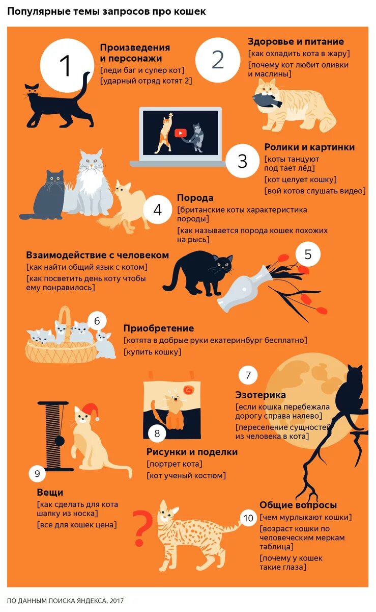 Кот очень долго. Инфографика кошки. инфографика о домашних животных. инфографика про котов. как понять язык кошек.