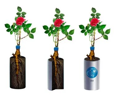 Интернет магазин саженцев роз