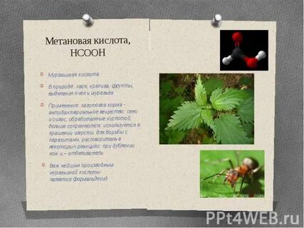 Крапива содержит кислоту