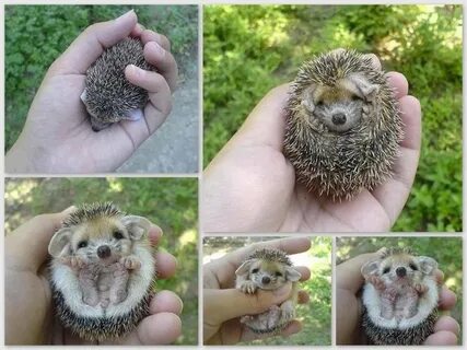 Большой еж а маленький