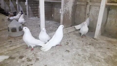 Голуби бучеловский