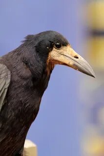 Грач с желтым клювом