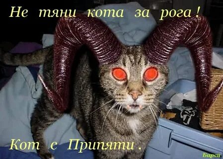 Кошки побочка