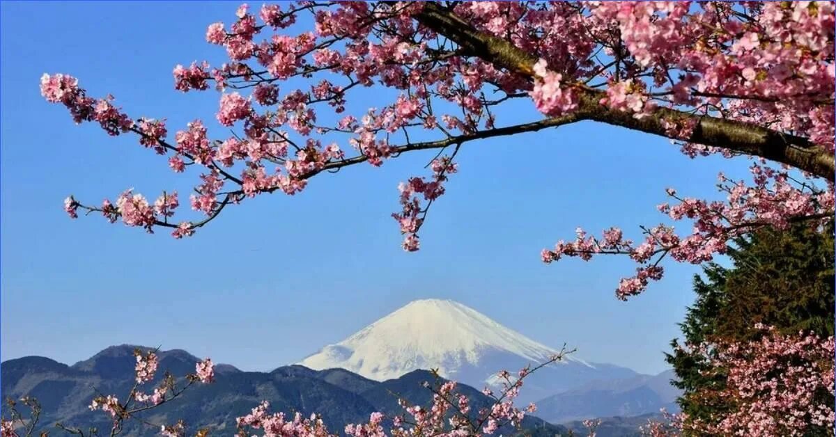 Первый сакуры. Саппоро Сакура. Далат Сакура. Цветущая Сакура в Японии. Период цветения Сакуры в Японии.