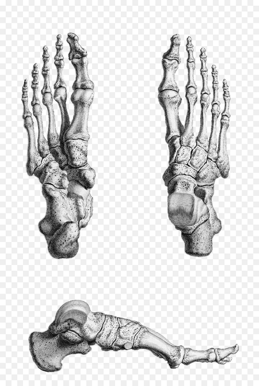 Кости стопы человека анатомия. Косточки стопы анатомия. Стопа анатомия строение кости. Кости ступни человека анатомия.